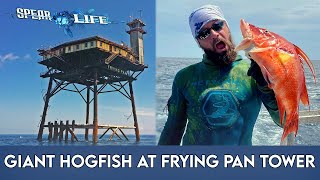 Frying Pan Tower is a SPEARFISHERMANS DREAM [upl. by Lillith]