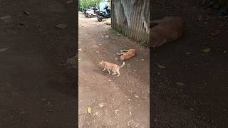 Janwar bhi bolte hain animalallover viralreels shorts funnyvideo [upl. by Nerti542]