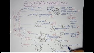 SISTEMA SIMPÁTICO [upl. by Abrahan493]