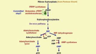 Nucleotide biosynthesis [upl. by Meek]