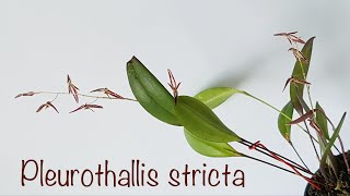 我最迷你的两株兰花盛开中 Pleurothallis stricta and Restrepia contorta [upl. by Yekim244]