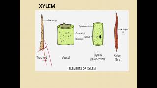 class 9 complex permanent tissues [upl. by Agata239]