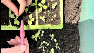 Pricking out Nicotiana [upl. by Schlenger]