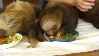 Baby sloths lunchtime [upl. by Averyl]