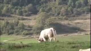 The Sacred Cow Choir of Saint Bonaventures Heifers Beefed Up Version [upl. by Charpentier]