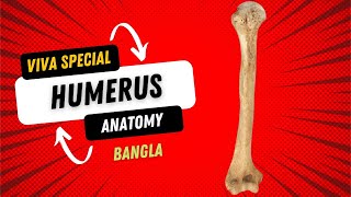 Humerus  Anatomy of Humerus  Bangla  Bones of Upper Limb [upl. by Elephus490]