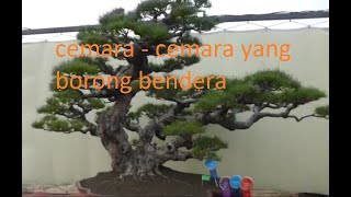 Detail bentuk bonsai cemara udang juara [upl. by Akir560]