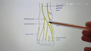 SENSORY INNERVATION OF THE DORSUM OF FOOT by Dr BENJAMIN WINCENT [upl. by Miner]