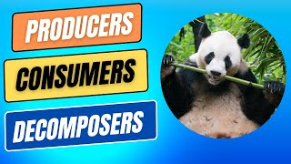 Ecosystems  What are Producers Consumers amp Decomposers sciencebytes [upl. by Vasilek169]