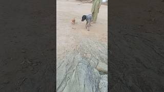 Pointer Dog Training Video all desi shikar teeter birds hunting [upl. by Ecyaj]