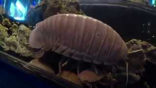 Deep sea Isopod Bathynomus doerderleinii 2 [upl. by Grote]