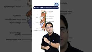 Pharyngeal Muscles [upl. by Sylvia]