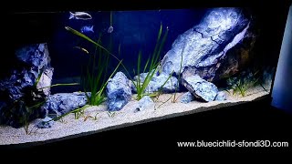 Acquario Juwel Rio 450  moduli 3D e rocce in resina Blue Cichlid [upl. by Ahsikyw]