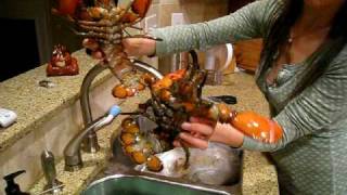 Preparing Lobster for Dinner or How to tell the Sex of a Lobster [upl. by Narruc485]