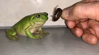 Wild Australian Green Tree Frog Handfed Big Beetles [upl. by Brendin]