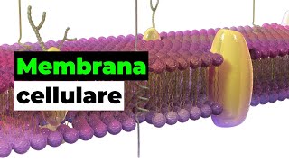 La membrana cellulare struttura e funzioni del “guscio” delle nostre cellule [upl. by Kendricks]