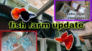 fish farm update exotic guppy fish farm in west bengal viralvideo fish aquarium [upl. by Naols307]