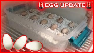 Ackie Monitor Eggs Update And Care  The Next Steps [upl. by Temple196]