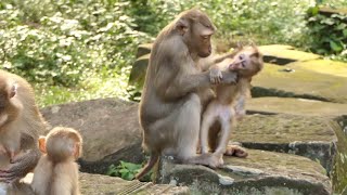 Mom Jolie show how to warning to Her baby in front Mom Luna and her Poor Baby [upl. by Ihcelek687]