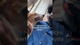 Prem baato ❤️love shiva kedarnath explore dogs youtubeindia [upl. by Kylie]