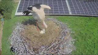 Storchennest Pahlen  Küken Nr 1 frisch geschlüpft  13052024 [upl. by Janey637]