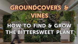 How to Find amp Grow the Bittersweet Plant [upl. by Blondelle]