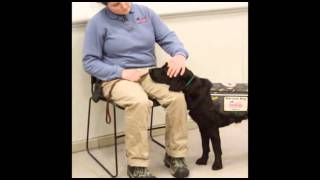 PTSD Service Dog Tasks [upl. by Esinrahc]