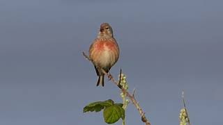 The Linnet and its song [upl. by Aracot]