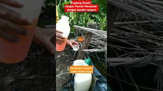 Herbisida Centaris Jadi Ladang Rezeki Perkebunan Kopi shots [upl. by Odlaw]