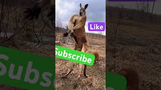 Kangaroo song music [upl. by Eintruoc]