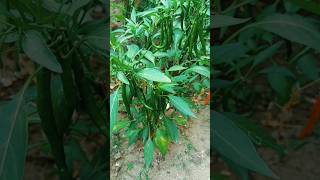 How to grow chilli plant  How to grow chilli seed grow  Grow to chilli plant  shorts [upl. by Acireh]