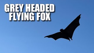 Grey Headed Flying Fox Facts the Australian FRUIT BAT 🦇 [upl. by Brelje]