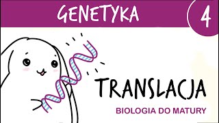 Genetyka 4  Translacja  drugi etap ekspresji genu  matura z biologii rozszerzona liceum [upl. by Gide]