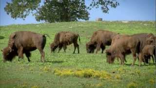 Arkansas Buffalo Ranching  Americas Heartland [upl. by Halivah813]