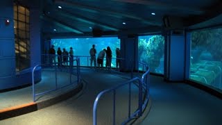 Sea Base Aquarium at The Seas With Nemo and Friends in EPCOT [upl. by Eniamsaj449]