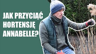 Jak przyciąć hortensję annabelle Jak przyciąć hortensję drzewiastą Przycinanie hortensji [upl. by Renita873]