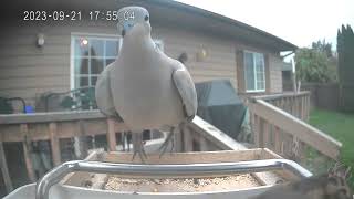 House Sparrows Spooked By A Collared Dove [upl. by Rumery393]