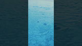 Raindrops in Slow Motion – Relaxing Nature Sounds [upl. by Enom971]