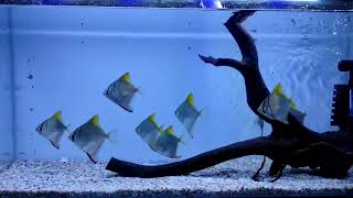 Most beautiful fresh Water Monodactylus argenteus Fish aquarium aquariumhobby angelfish [upl. by Warrenne872]