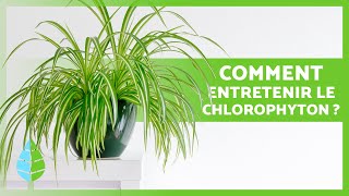 ENTRETIEN du CHLOROPHYTUM ou PLANTE ARAIGNÉE 🌿 💦 Arrosage substrat reproduction [upl. by Lemaceon]