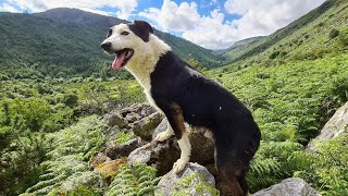 Jim open sheepdog trials winner in Ire and UK first 2 sons made 10k before 9 months old [upl. by Bittencourt]