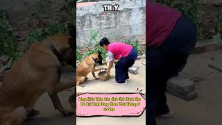 Lòng Hiếu Thảo Của Chú Chó Đối Với Bà Nội Thật Khâm Phục review chotreview dog respect [upl. by Adieno]