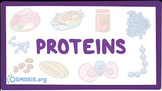 Proteins [upl. by Oirazan]