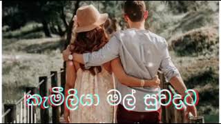 kameliya mal suwadata whatsapp status කැමීලියා මල් සුවදට [upl. by Remliw]