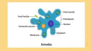 label diagram of amoeba with function [upl. by Ycnalc]