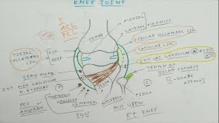 Knee Joint  1 Basic  TCML Anatomy [upl. by Katine]