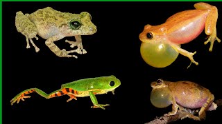 3 Frog sounds compilation frogsounds [upl. by Acinomaj]