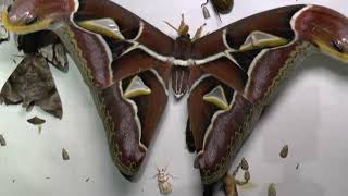 Atlas Moth night at Frasers Hill Malaysia 2024 [upl. by Autum]