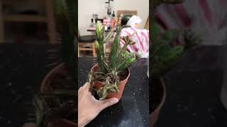 euphorbia pentagona overwatered [upl. by Ibok]