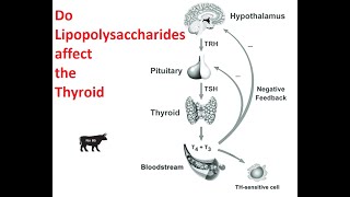 Do Lipopolysaccharides Endotoxin affect the Thyroid [upl. by Eillehs]